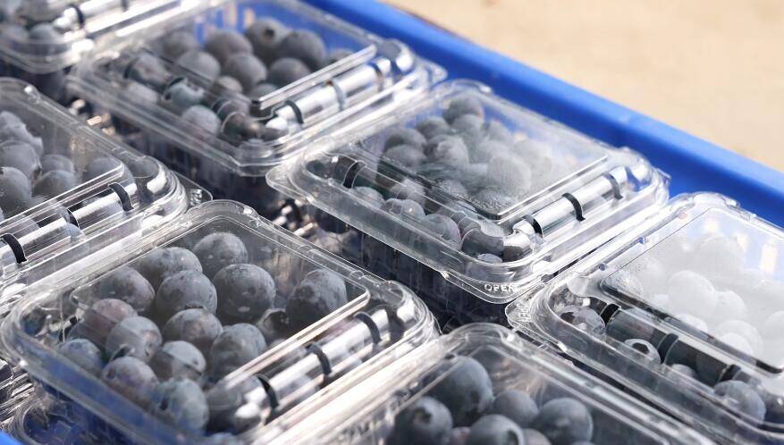 日照东港蓝莓成熟季 “蓝精灵”静待上市