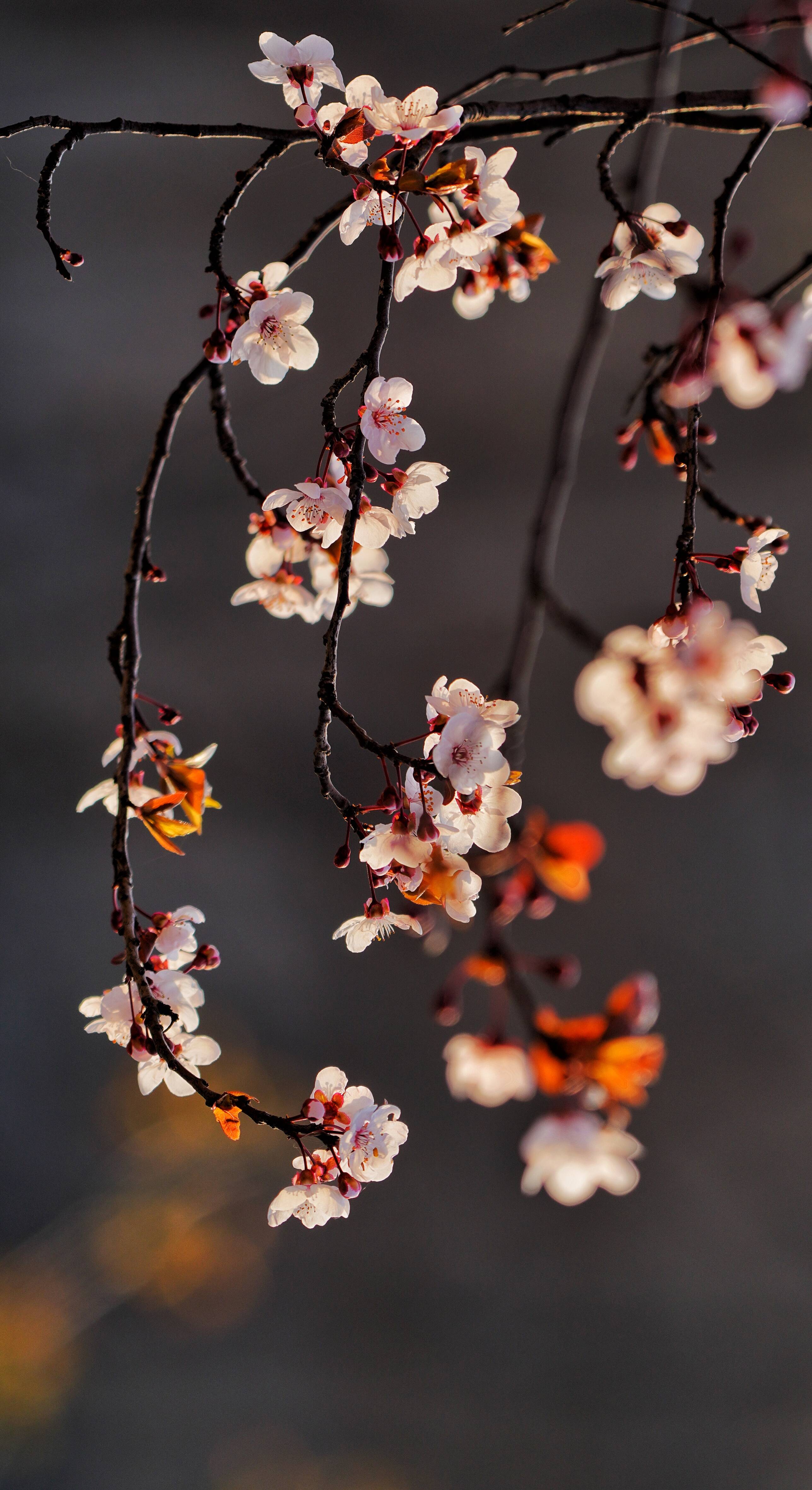 组图芳菲四月愿世间美好常在