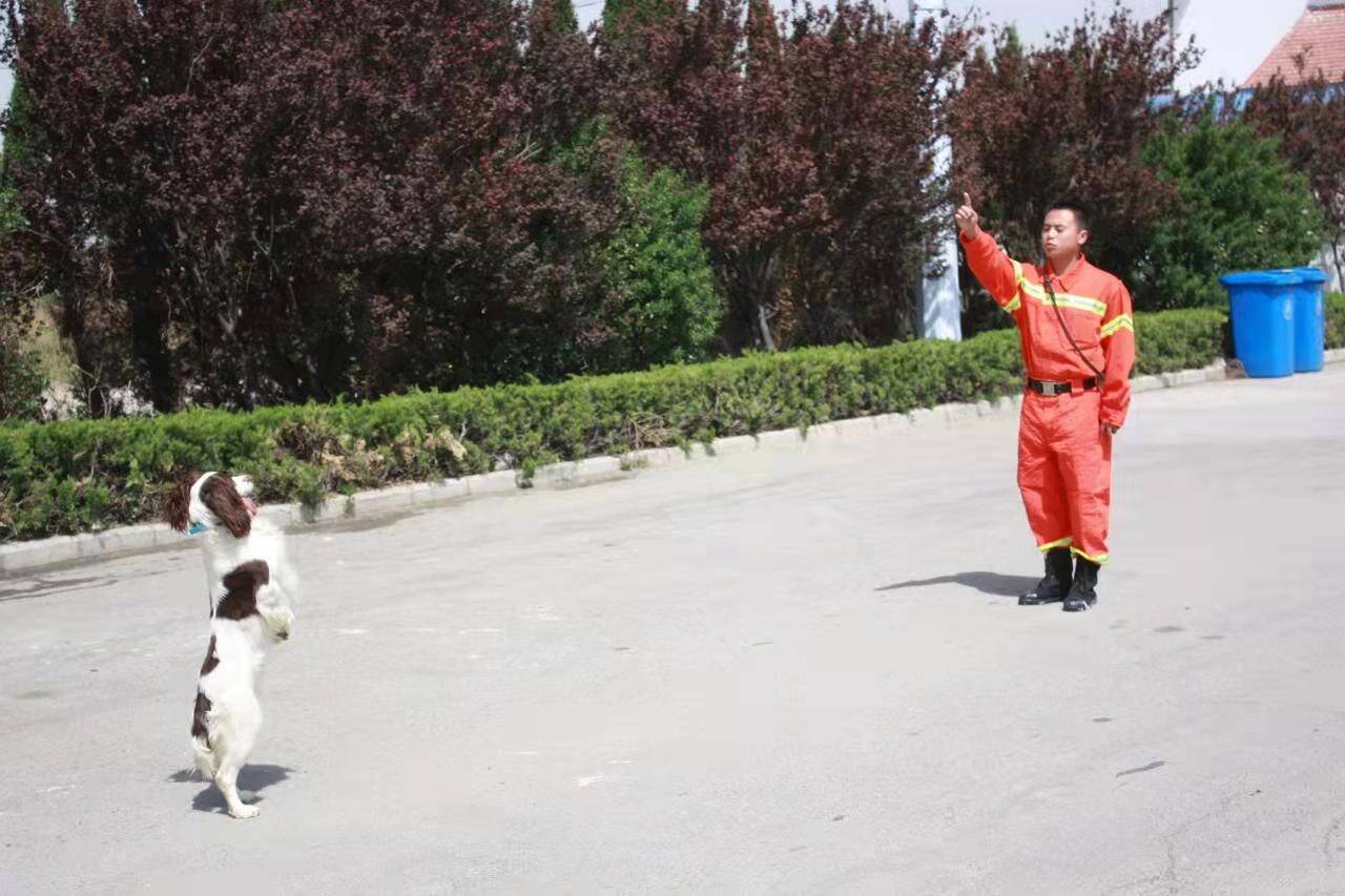 参加过玉树抗震救灾的搜救犬回汪星了 训导员：没有它 就没有我了