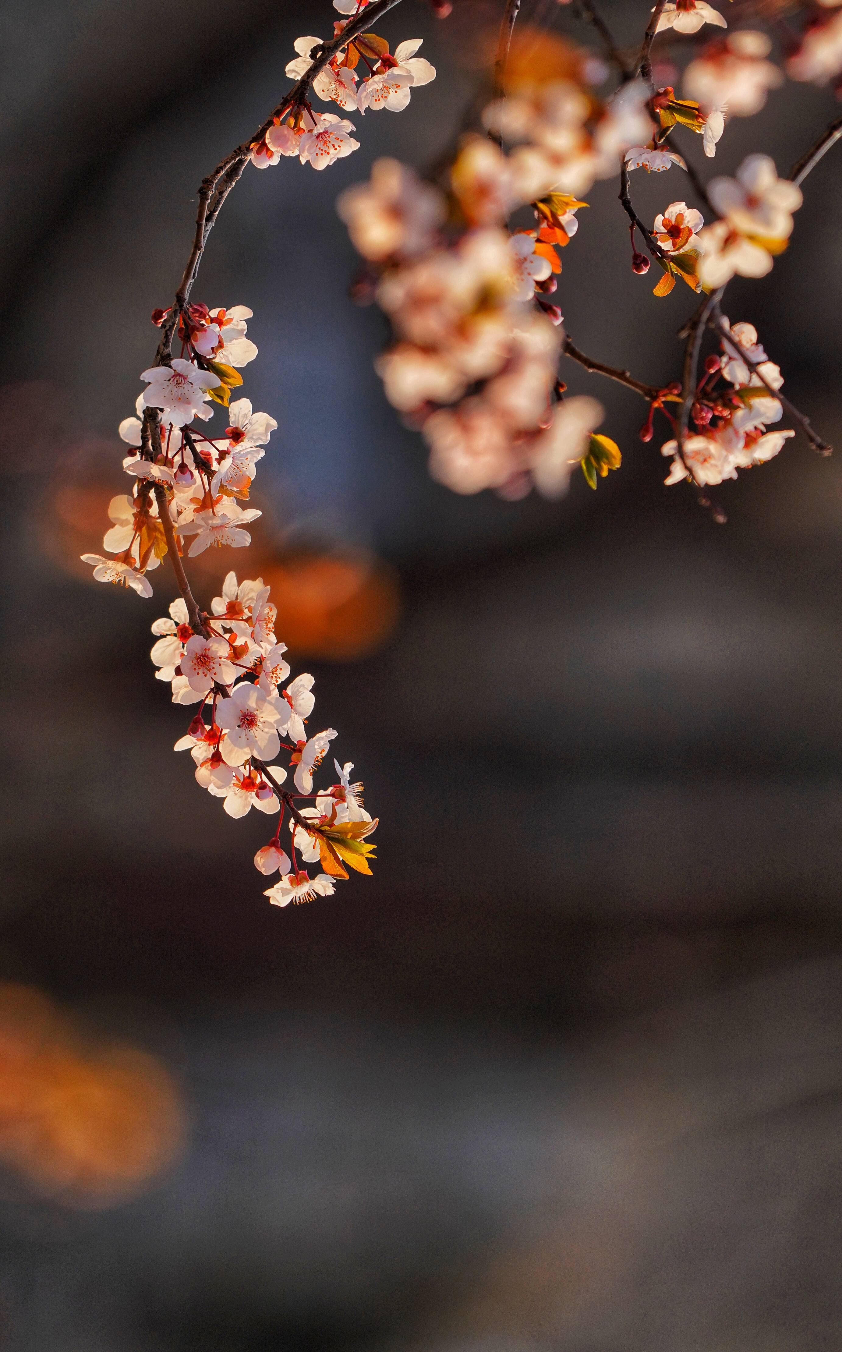 组图芳菲四月愿世间美好常在