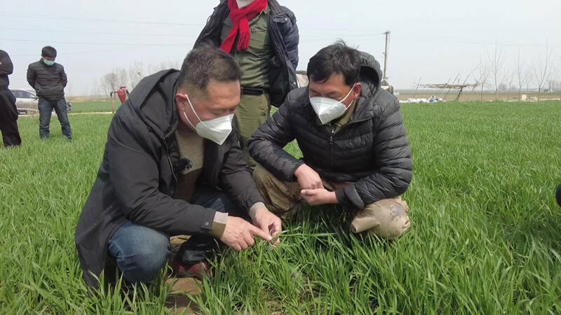 昌邑：农技人员深入田间地头 指导农业生产春季管理
