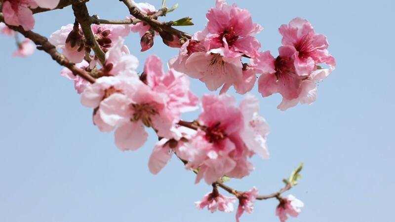 云赏花｜桃花树下坐 春日好景来