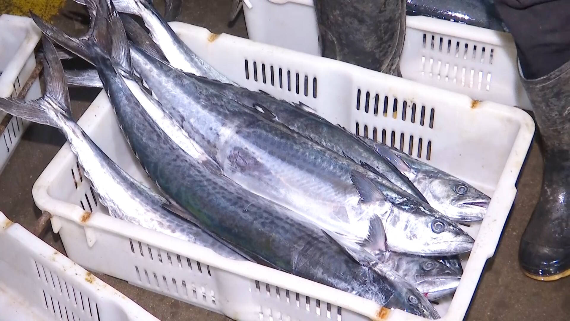 青岛女婿本地头茬春鲅鱼已上岸快送给老丈人尝尝鲜