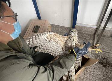 猛禽受伤 威海警民接力救助 还是国家二级保护动物