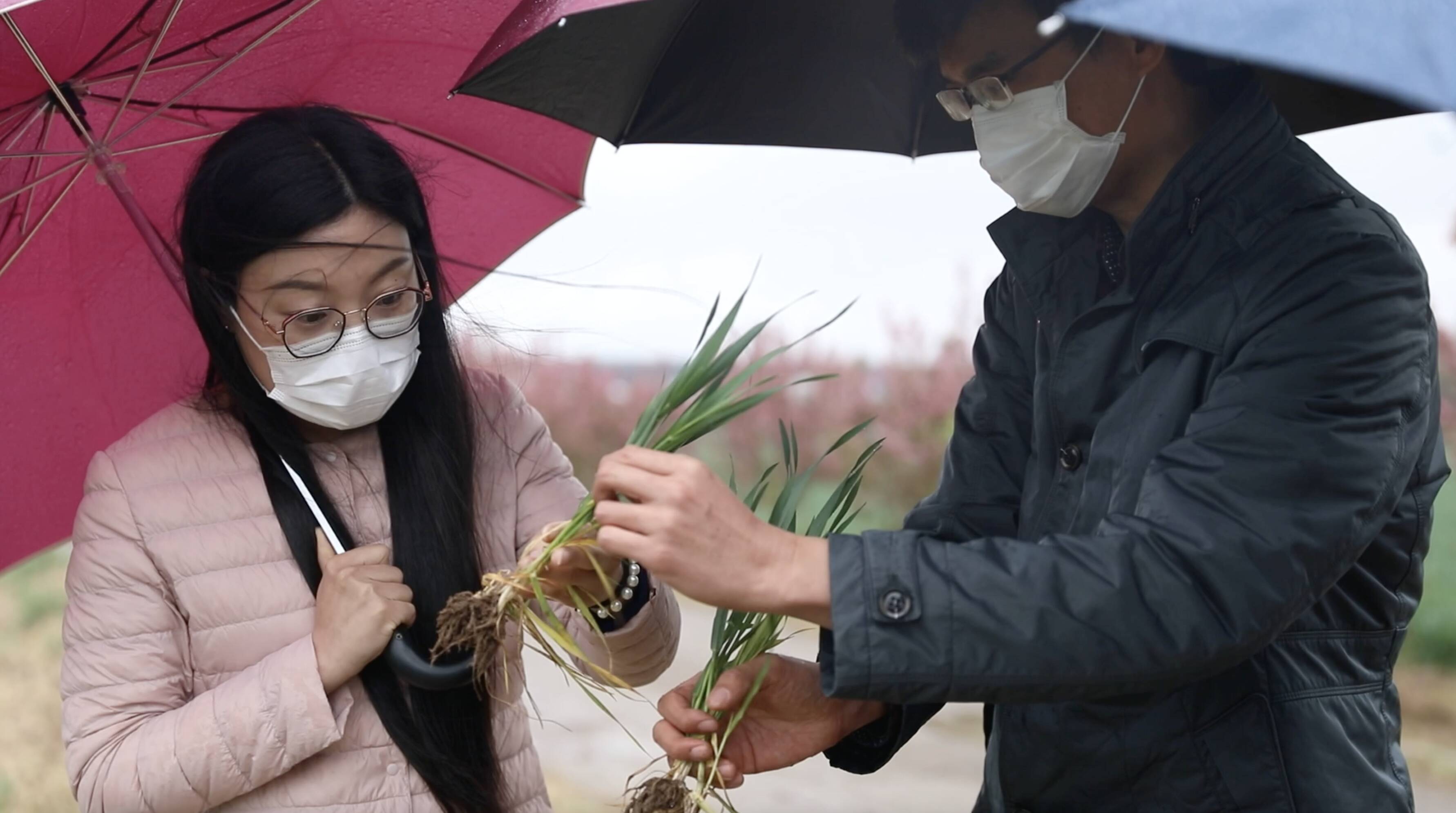 山东8市降下中雨 专家：此次降雨利于冬小麦生长 注意病虫害防治