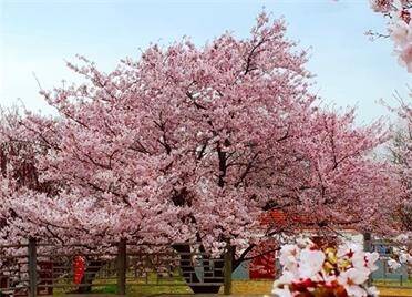 浪漫樱花季！威海植物园内樱开正盛