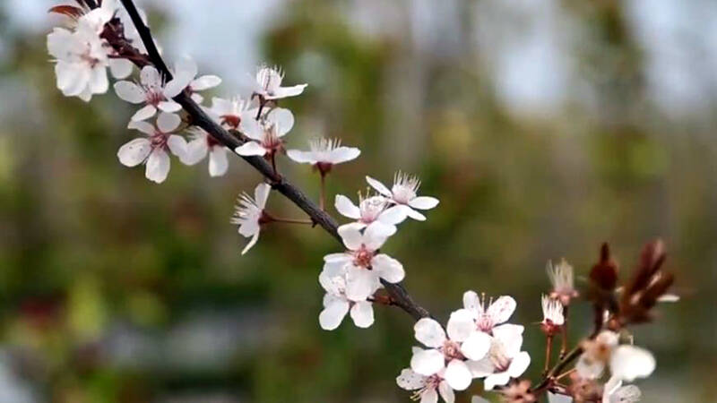 春光烂漫、鲜花盛开！德州景区、街边繁花似锦美不胜收