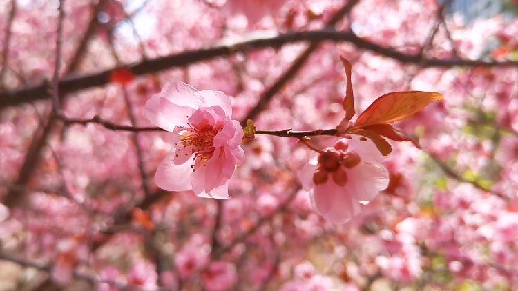 春开梅朵三千树 美人梅花期正当时
