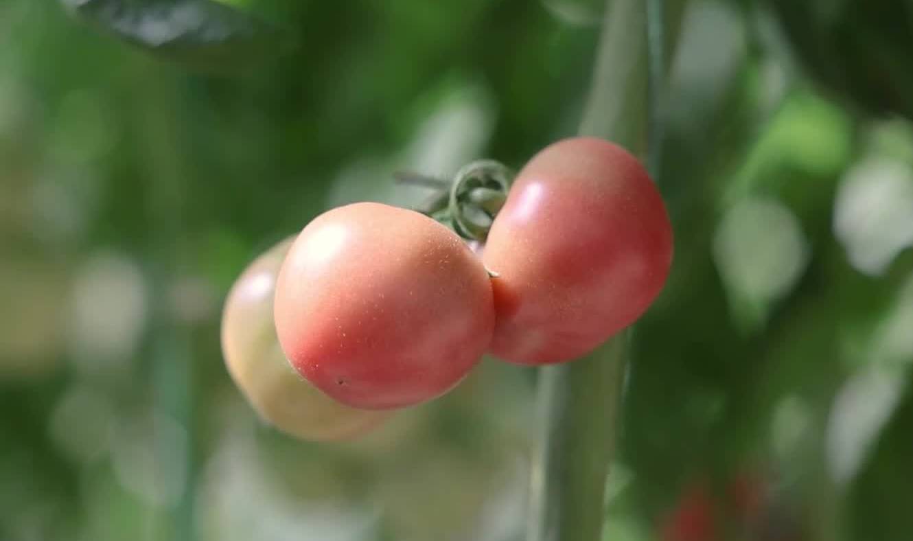 咱山东盛产！神舟十三号航天同款“草莓味西红柿”真有草莓味吗?