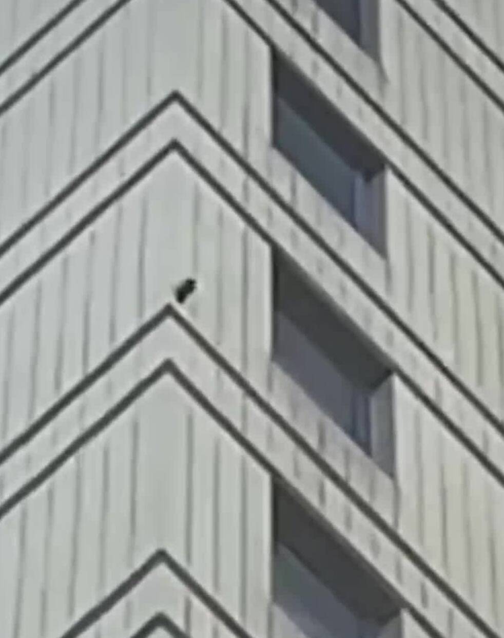 济南一居民楼遭啄木鸟“盯上”  每天7到8点准时啄墙