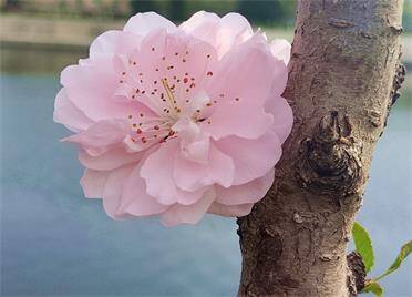 花团锦簌，树影婆娑！威海文登区抱龙河公园如诗如画
