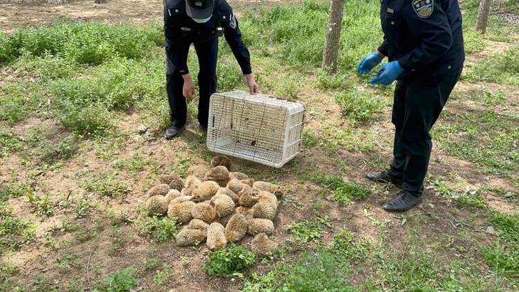 71只小刺猬遭非法捕猎险被制成“药材”，幸遇民警解救，重回大自然
