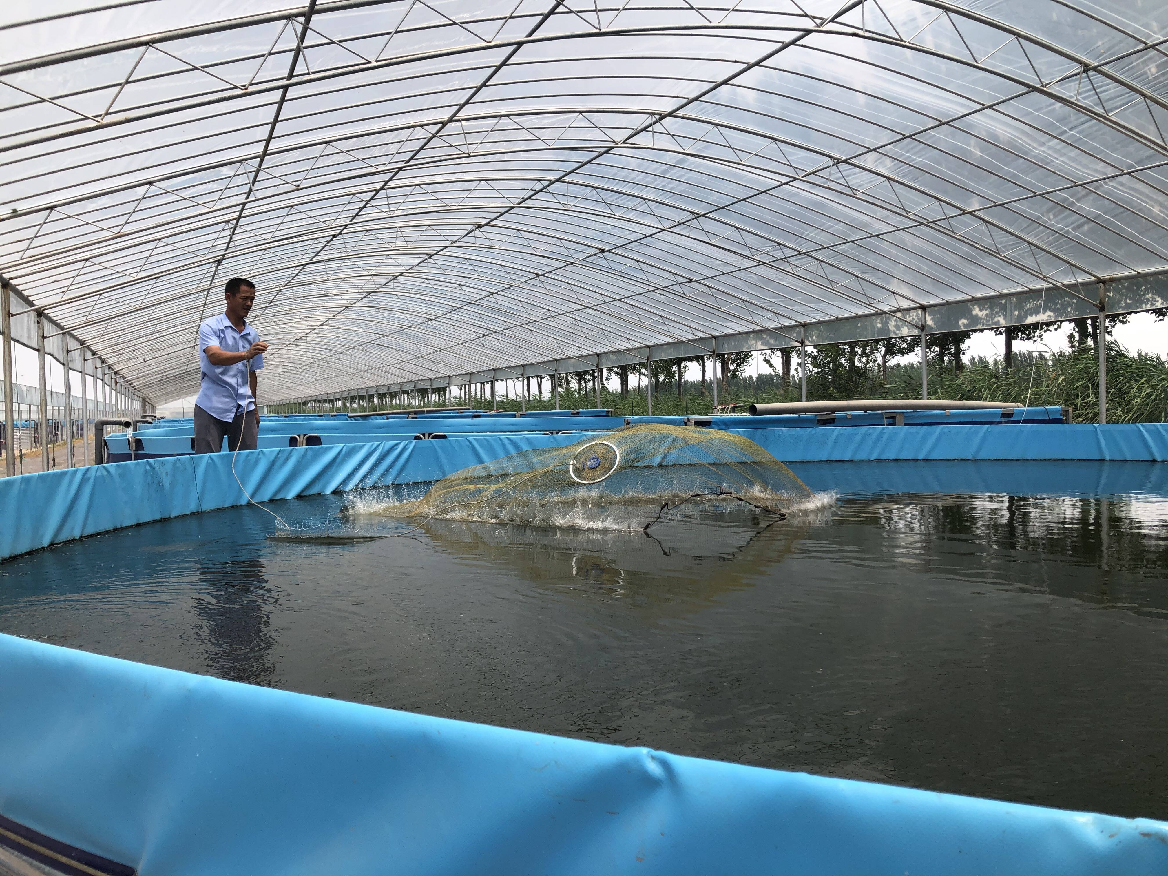 东营广饶：鲈鱼养殖新模式 促进乡村振兴产业新发展
