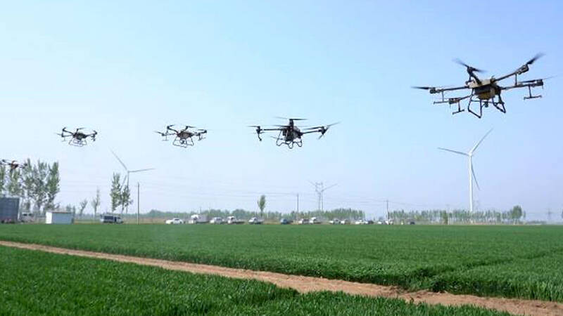 武城县调用60架无人机对“吨半粮”10万亩核心区开展飞防作业