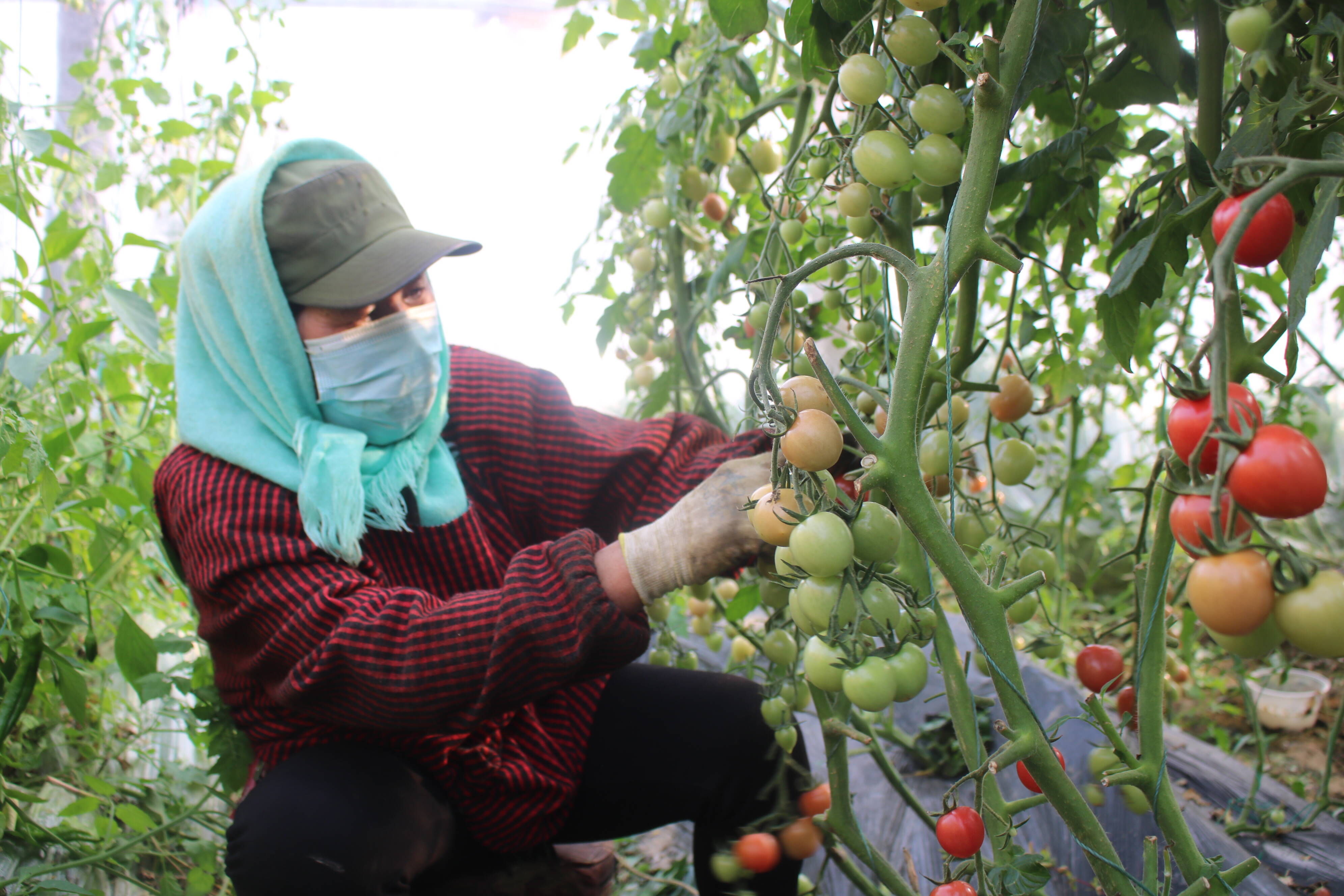 广饶县因地制宜发展特色农业 小番茄变身农村致富果