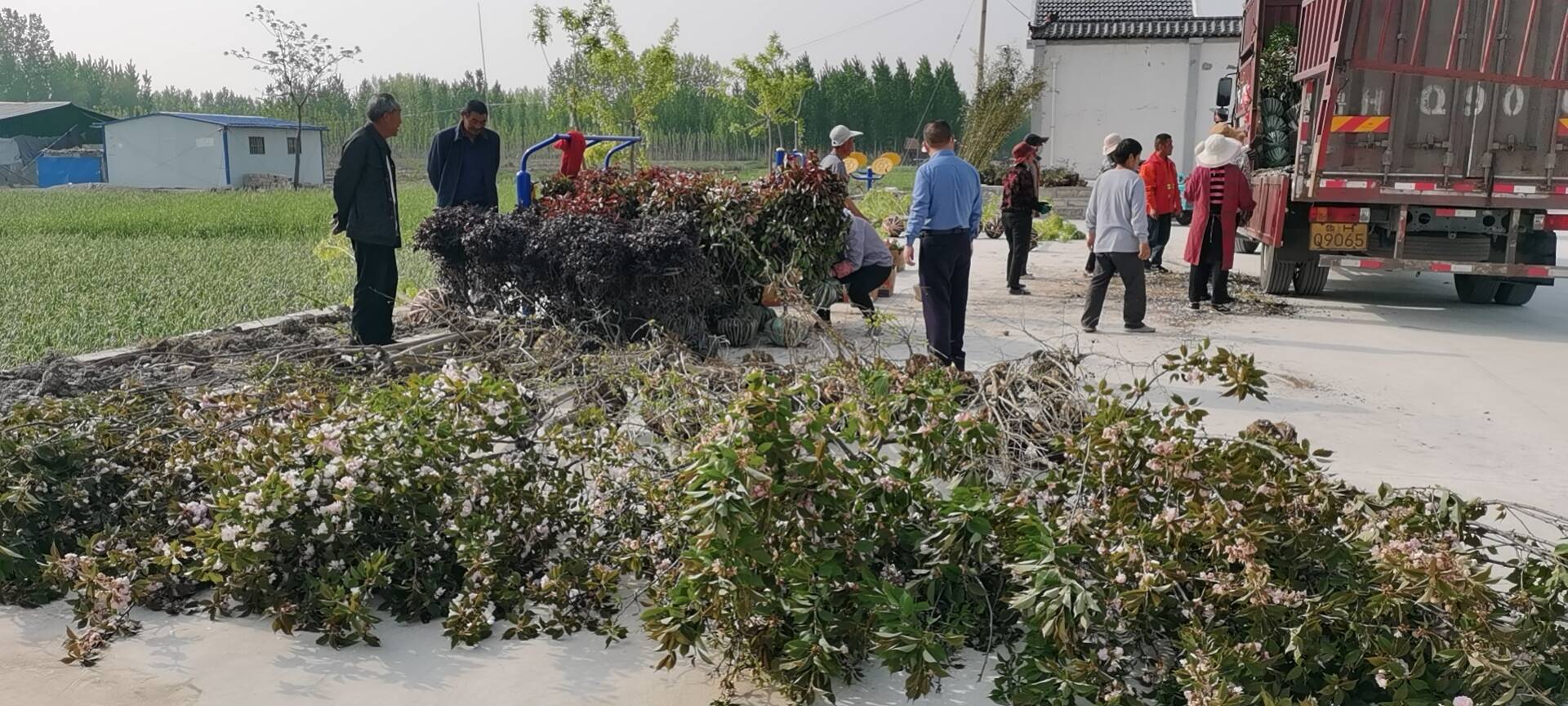 微山县两城镇清洁环境增绿补植美化家园