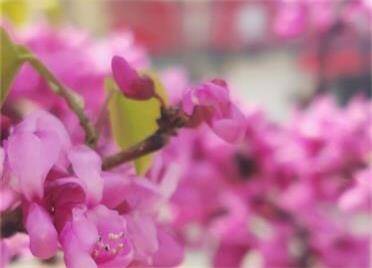 威海：芳菲四月 紫荆树树花如锦