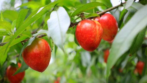 潍坊市坊子区：脆甜的大棚油桃“抢鲜”上市 一个棚能卖5万元
