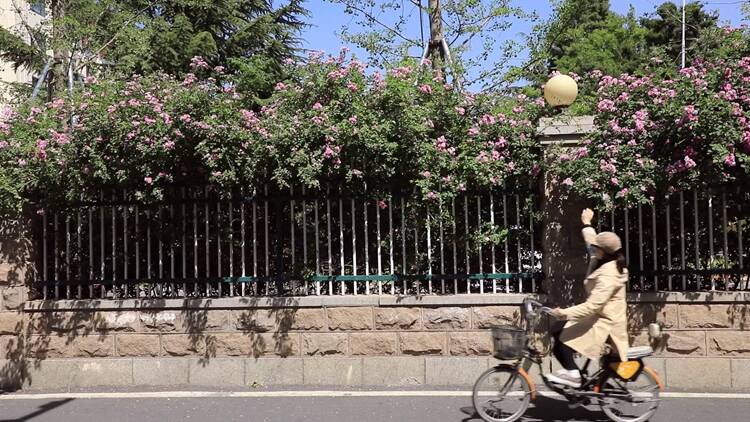 诗画山东｜初夏的浪漫，藏在街头小巷的蔷薇花墙里