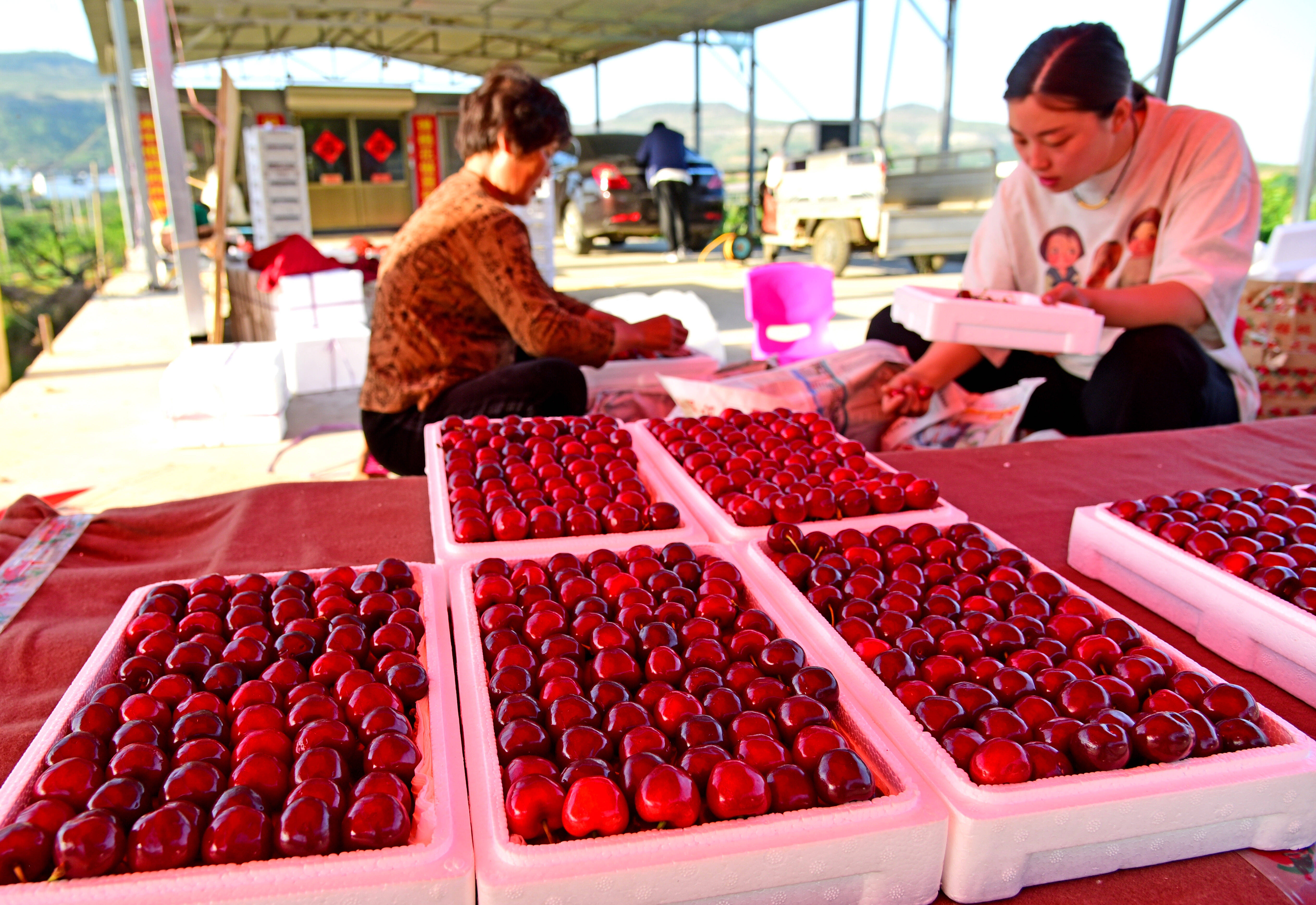 又到樱桃成熟时！枣庄山亭区水泉镇8万亩樱桃进入收获季节