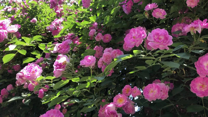 临朐：人间最美五月天 蔷薇花开香满园