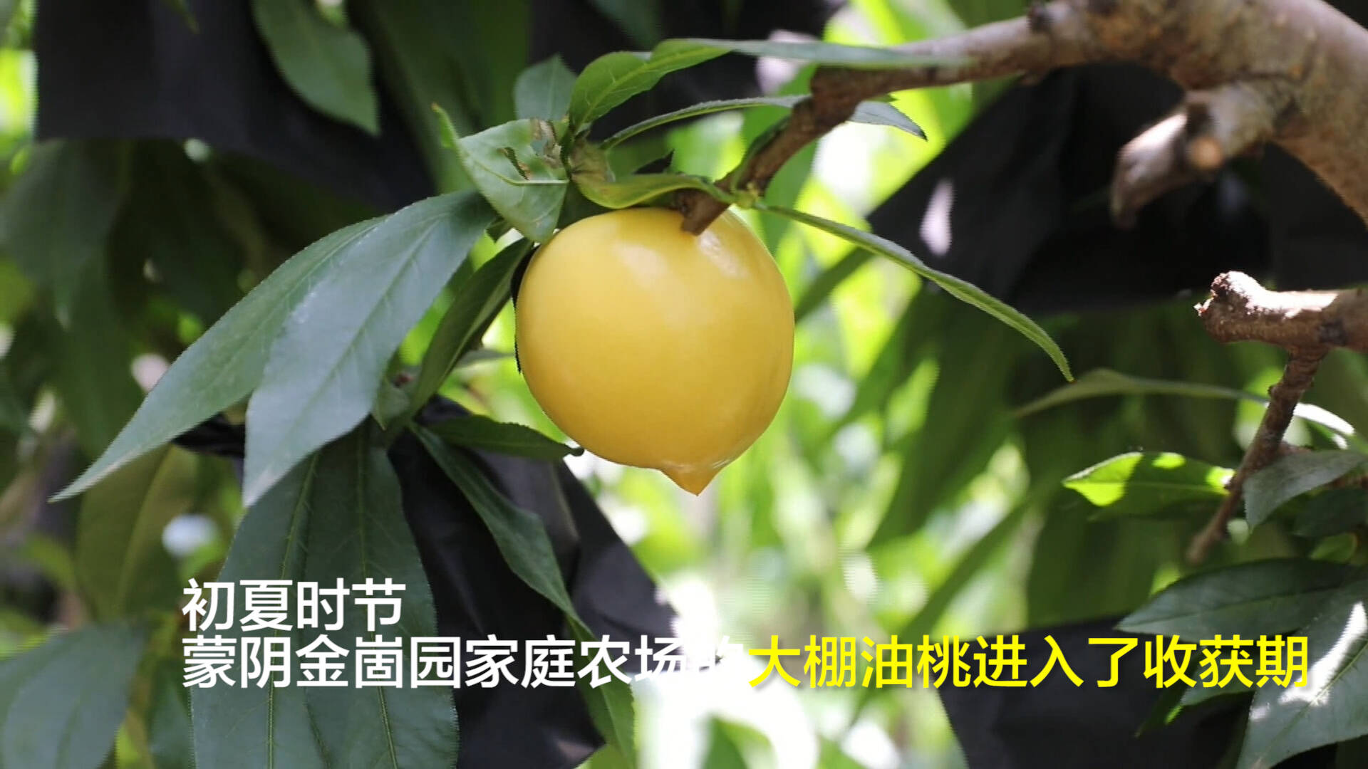 临沂蒙阴｜黄金油桃新鲜上市 年产量20万斤 供不应求