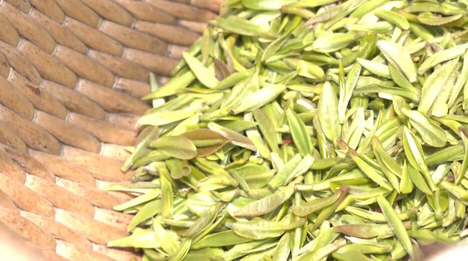 日照市岚山区碑廓镇大力发展茶叶经济 让“绿叶子”成为助力乡村振兴的“金叶子”