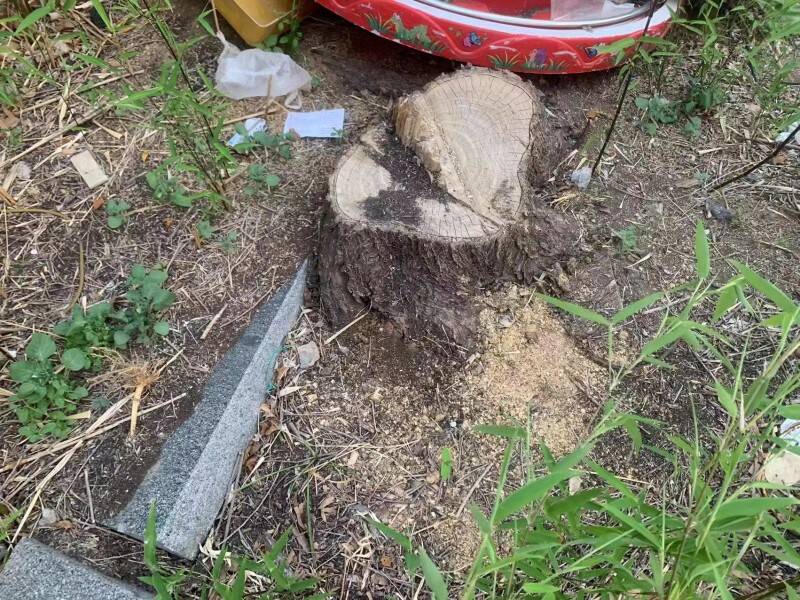 泰山区某小区物业擅自砍树被执法部门立案调查