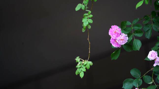 【诗画潍坊】青州：蔷薇花开入画来