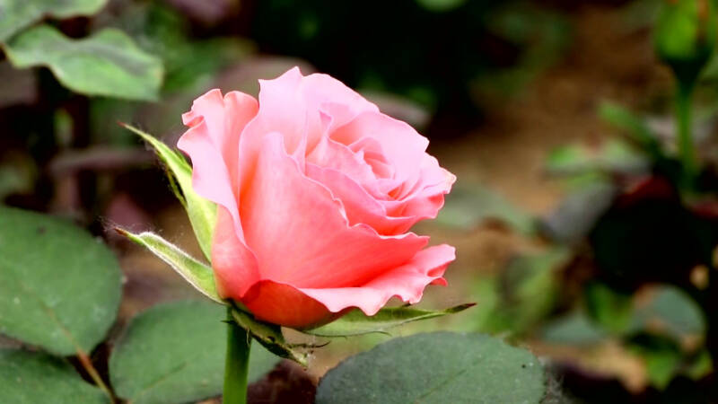父母种花、女儿卖花，来看平原于文娟一家的玫瑰之约