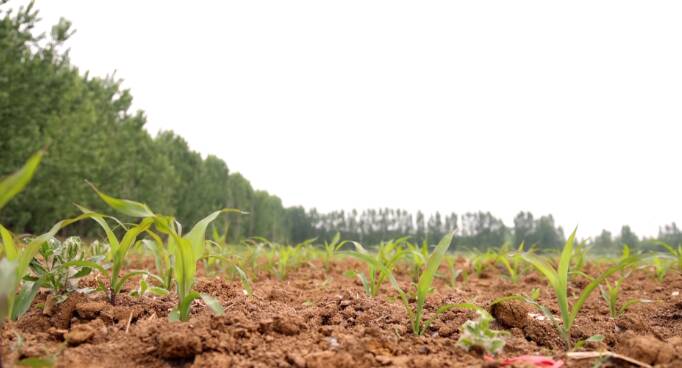 促进农民增收和粮食增产，滕州推进大豆玉米复合种植