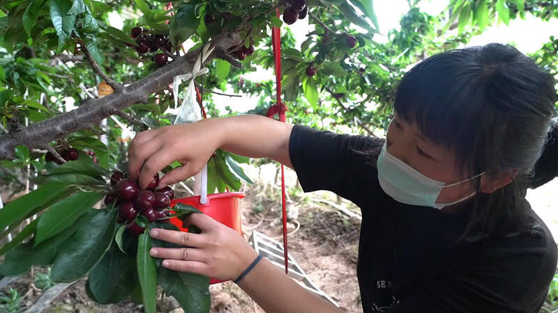 临朐：优化樱桃高品质种植模式 打造果业百亿级产业