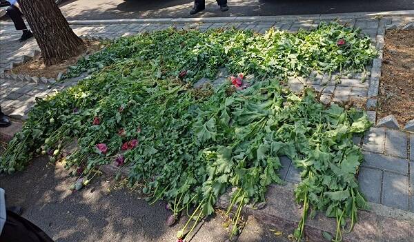 铲除毒品原植物等400余棵 济南南山公安查处24处疑似罂粟种植点