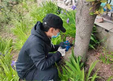 威海高新区：“城市园丁”为绿化树木“治病”