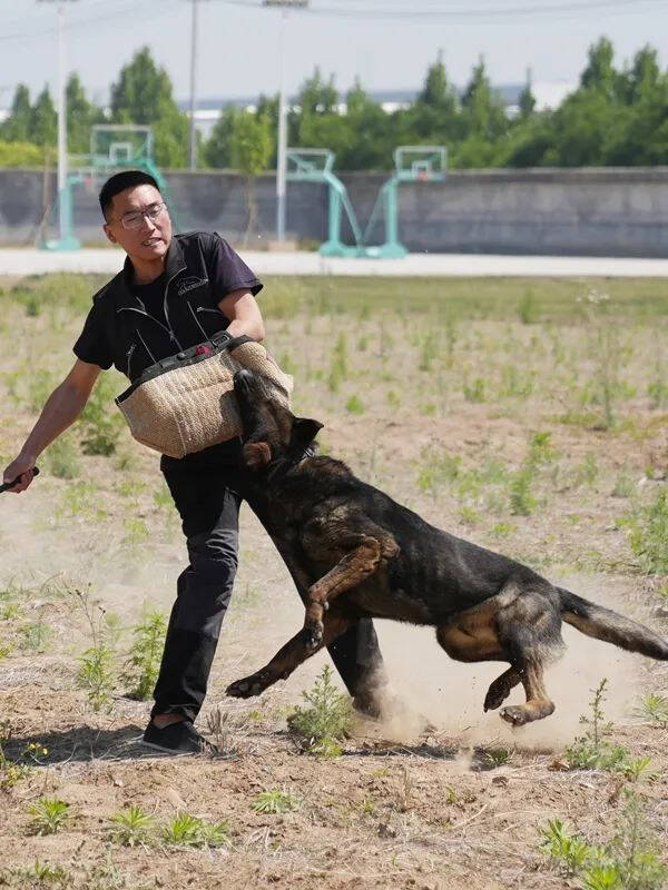 警犬闪电的半张脸图片