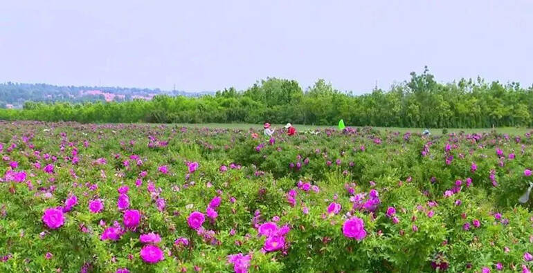 潍坊：花海里的“香”村振兴路