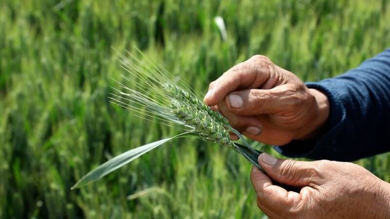 泰安新泰市：发展小麦育种产业 助力村集体农户双增收