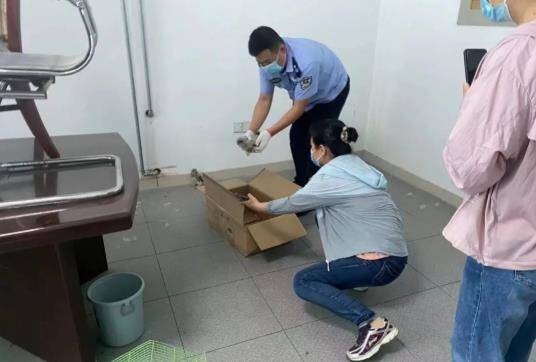 国家二级保护动物红隼受伤 博兴民警爱心救助
