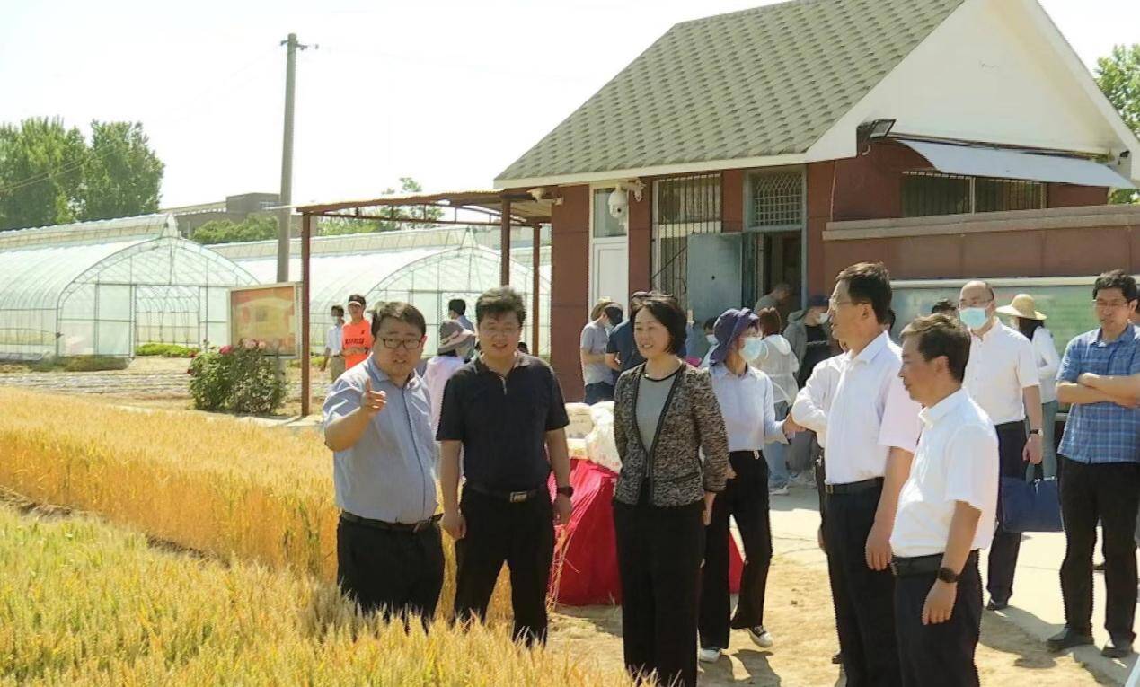 “齐鲁粮油”+“鲁农科”小麦新品种云观摩在济南举办