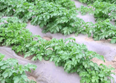 乐陵推广耐盐碱马铃薯种植，让小土豆成村民致富“金豆豆”