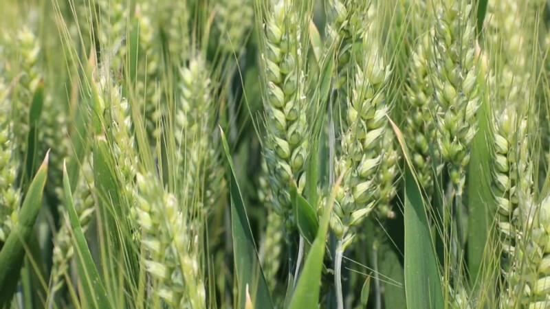 干热风来袭，临邑农技专家支招确保小麦丰产丰收