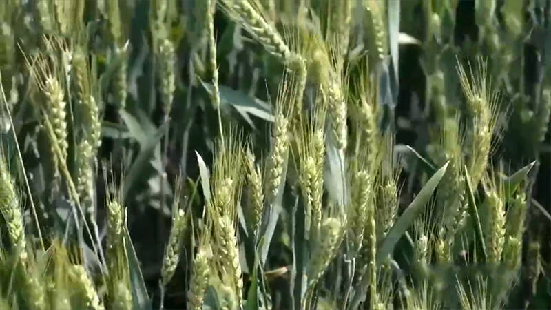 央视《中国三农报道》关注德州：防范“干热风” 麦田应适当补肥