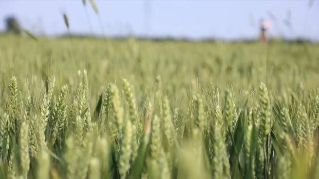 “科技壮苗”成果显现！潍坊514万亩小麦丰收在望