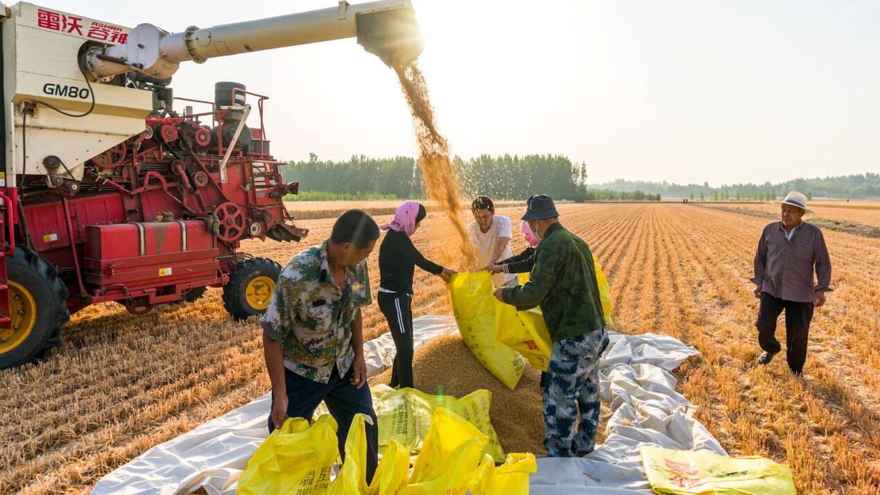 嘉祥县68万亩小麦陆续进入收割期