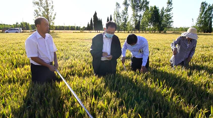 济宁兖州区小麦测产 丰收在望村民”乐开花“