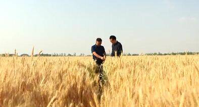 【三夏一线】记者观察：绿色高质高效创建 力促小麦稳产提质