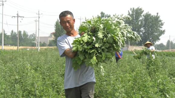 一亩地纯收入超2000元！潍坊峡山区“小艾草”带动村民增收