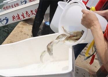 鱼儿奔腾入海！2022中国·威海第三届海洋放鱼节启幕