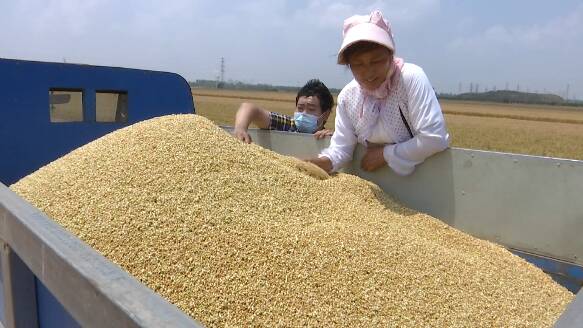 风吹麦浪，丰收在望！潍坊市坊子区1.2万台套农机奏响夏收“交响曲”
