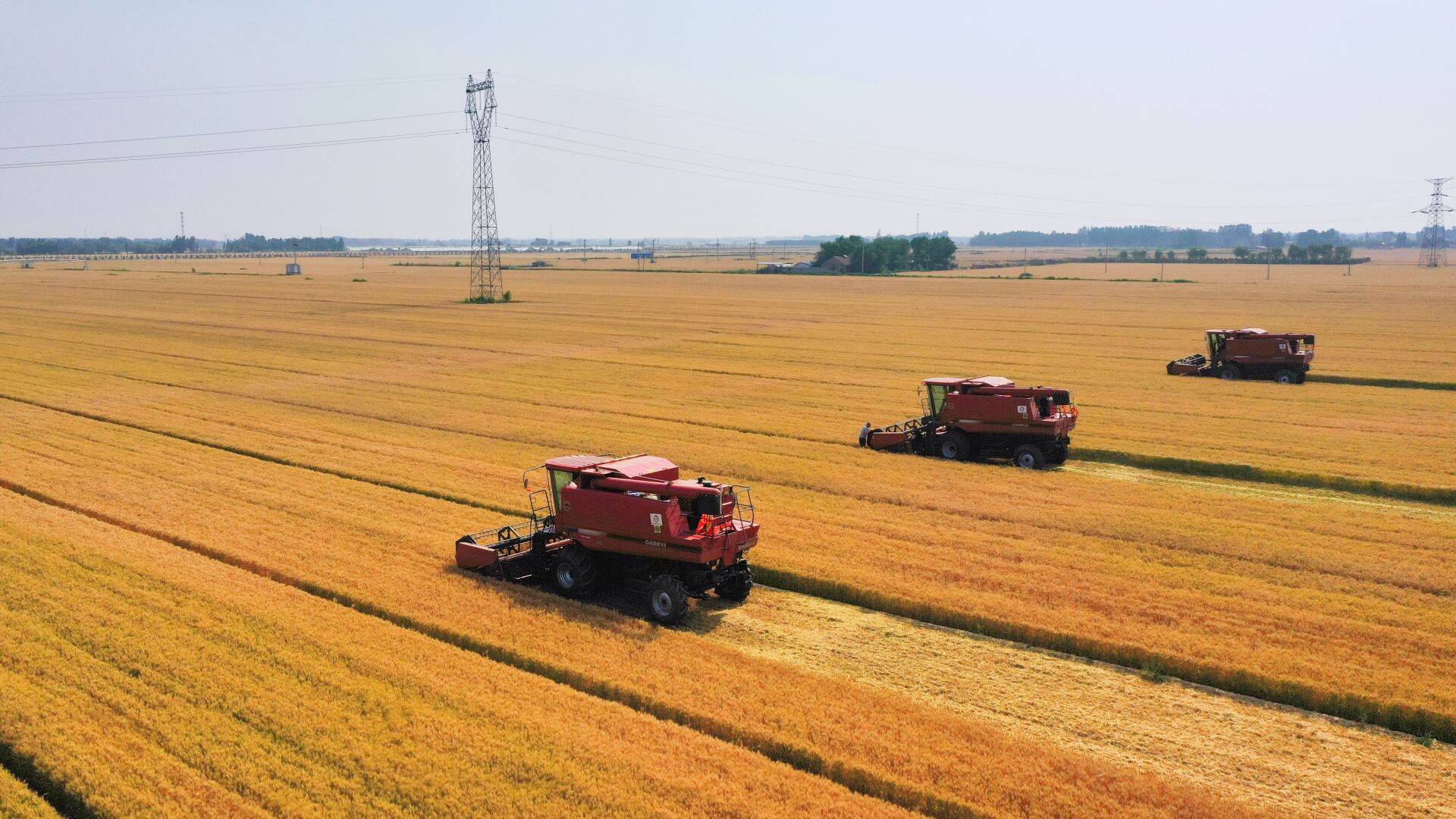 德州市814.8万亩小麦陆续进入收割期 “三夏”预计上阵各类农机25万台套